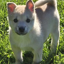 Female 1 - Wheaten female Norwegian Buhund puppy in Milford, Michigan from Zodiac Ranch