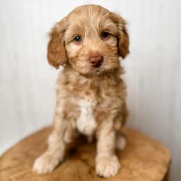 Walter - Apricot male Aussiedoodle puppy in Arlington, Washington from Doodle Love Laugh