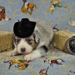 Australian Shepherd Puppies from Dovehawk Australian Shepherds