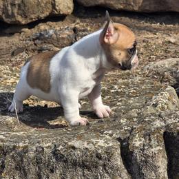 Diesel - Fawn and white male French Bulldog puppy in Wichita, Kansas from Let's keep it frenchie!