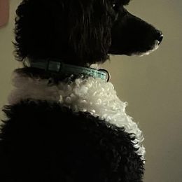 Poodles from Darla's Poodles