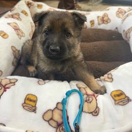 Mr Teal - Sable male German Shepherd puppy in Berlin, Wisconsin from Gypsy Miracle Kennels