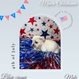 Boy 3 - Cream French Bulldog puppy in Minco, Oklahoma from Findley’s Furbabies