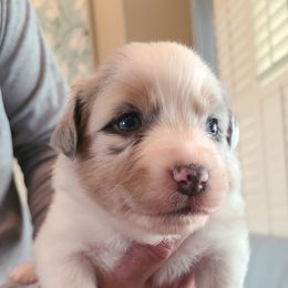 Blue Merle Male - Blue merle Australian Shepherd puppy in Fresno, California from Ellison Family Homestead