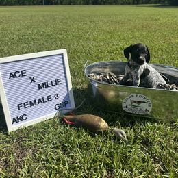 Girl 2 - Black roan female German Shorthaired Pointer puppy in Mcrae, Georgia from Adams Pointers