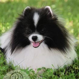 Queeny - Pomeranian