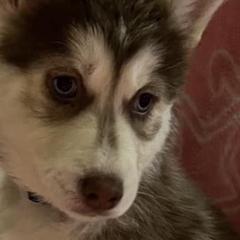 Siberian Huskies from Sherman's Siberian Husky Palace