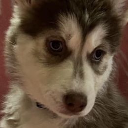 Siberian Huskies from Sherman's Siberian Husky Palace