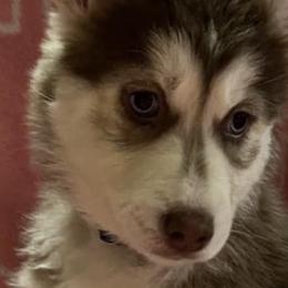 Siberian Huskies from Sherman's Siberian Husky Palace