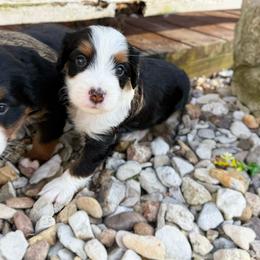 Lou - Tri-color male Bernedoodle puppy in Wamego, Kansas from Doodles of Oz