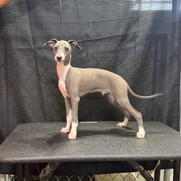 Mr. Majestyk - Blue male Italian Greyhound puppy in Vienna, Georgia from Marchwind Farm