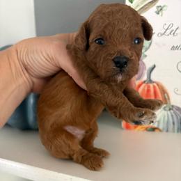 Blue - Red  male Poodle puppy in Brooksville, Florida from Abby’s Standard Goldendoodles