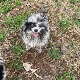 Bean - Blue merle female Pomeranian puppy in Lanett, Alabama from H.P.P
