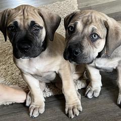 Boerboel Puppies from Catalina's Boerboels
