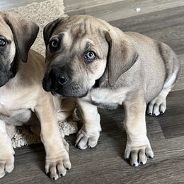 Boerboel Puppies from Catalina's Boerboels