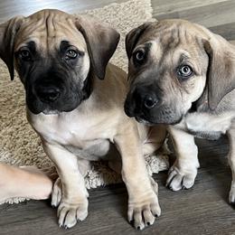 Boerboel Puppies from Catalina's Boerboels