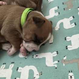 Girl 2 - Red female Staffordshire Bull Terrier puppy in Port Saint Lucie, Florida from Southern Staffies