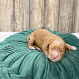 Todd - Caramel red male Australian Labradoodle puppy in Wamego, Kansas from Doodles of Oz