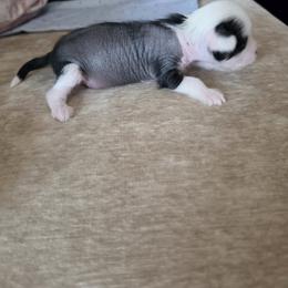 Panda - Slate female Chinese Crested puppy in Union City, New Jersey from Marina Konstantinova's Cresteds