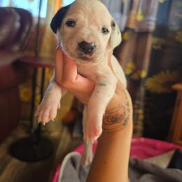 Wraith (HUA) - White and black male Dalmatian puppy in Salem, Missouri from Paradise Spots Dalmatians
