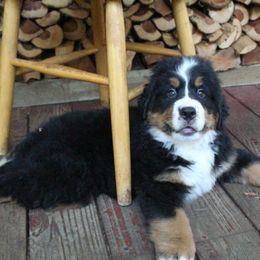 Bernese Mountain Dog Puppies from Baby Bear Bernese Kennel