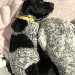 German Shorthaired Pointer Puppies from MaggieMae Andersen