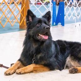 Fergie - German Shepherd