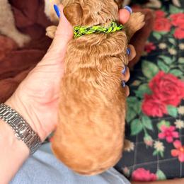 Green - Apricot male Goldendoodle puppy in Cocoa, Florida from The Beach Doodles