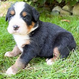 Mia - Black rust and white female Bernese Mountain Dog puppy in Sugarcreek, Ohio from Angel Valley Berners
