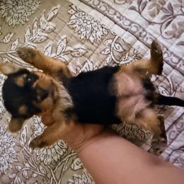 Boy 2 - Blue and gold male Yorkshire Terrier puppy in Gilbert, Arizona from Yorkie Your Soulmate Puppy