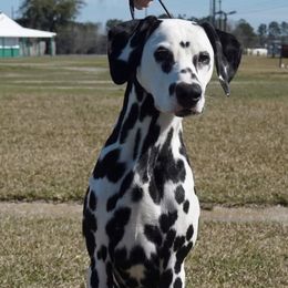 Dalmatians from Calvary's Dalmatians