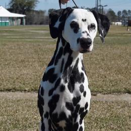Dalmatians from Calvary's Dalmatians