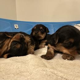 Yorkshire Terrier Puppies from PUPS “ R” US