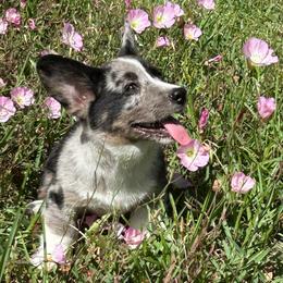 Big boy - Blue merle and white male Cardigan Welsh Corgi puppy in Henderson, Texas from R&R Cardigan Corgis