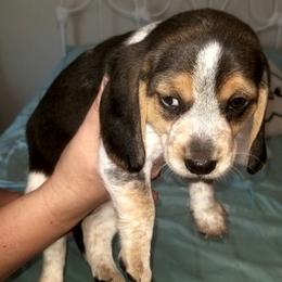 Athena - Black tan and white female Beagle puppy in Peculiar, Missouri from At home