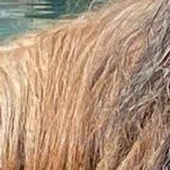 Briards from Briard