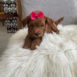 Ada - Red  female Goldendoodle puppy in Davie, Florida from Daviegoldendoodles