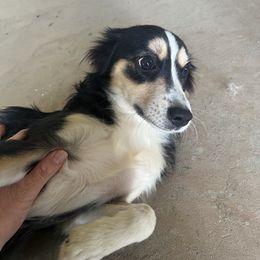 Scruffy - Black tri male Toy Australian Shepherd puppy in Woodlake, California from For the Love of Aussie