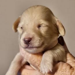 Pink collar girl - Cream female Dachshund puppy in Trade, Tennessee from TN Miniature Dachshunds & Basset Hounds