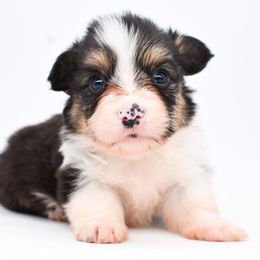 Rune - Black and tan male Pembroke Welsh Corgi puppy in San Antonio, Texas from Moxxi's Legacy Corgis