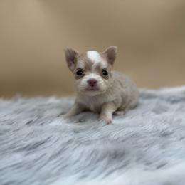 Nez - Merle male Chihuahua puppy in Lee Center, New York from Alfheim-Andromeda Chihuahua's (A &A's)