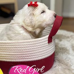 Red Girl - White female Great Pyrenees puppy in Red Bluff, California from River's Bend Walnut Orchard