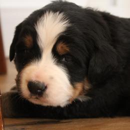 Flint - Tri-color male Bernese Mountain Dog puppy in Long Creek, Oregon from Arlin Horst's Bernese Mountain Dogs