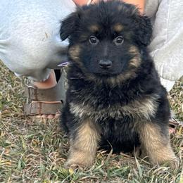 Trixie dark purple - Black and red female German Shepherd puppy in Herrick, South Dakota from Dakota Shepherds Kennels