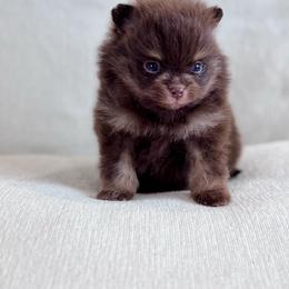 Chia - Chocolate female Pomeranian puppy in Canandaigua, New York from Fingerlakes Pomeranians