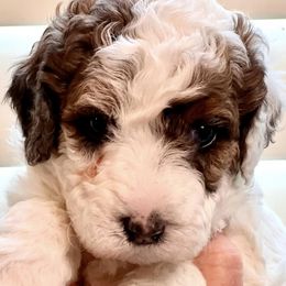 Bernedoodles and Sheepadoodles from Doo Dah Doodle Pups