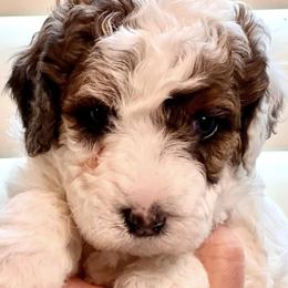 Bernedoodles and Sheepadoodles from Doo Dah Doodle Pups