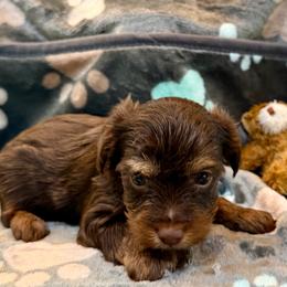 Woody - Chocolate and tan male Yorkshire Terrier puppy in Crossville, Tennessee from Lil Britches Yorkies