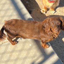 Maple - Dachshund