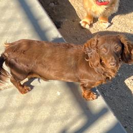 Maple - Dachshund
